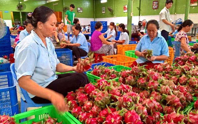 Ngăn chặn việc dùng nhầm mã số vùng trồng, đóng gói lẫn...