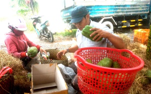 Tiền Giang: Nông dân mất tết vì trồng thứ cây ra trái chưng Tết, nghe không hề sai sai