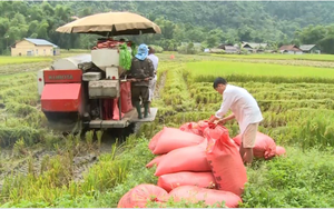 Thị trường gạo sẽ còn bấp bênh, giá vững kéo dài ở mức cao 