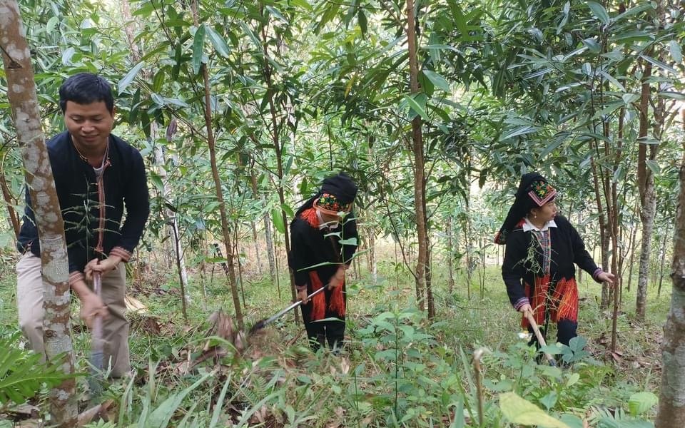 Dấu ấn khuyến nông: Trồng quế thành rừng, bán cả lá lẫn vỏ, nông dân Lào Cai xây nhà lầu, tậu xe hơi (Bài 5)