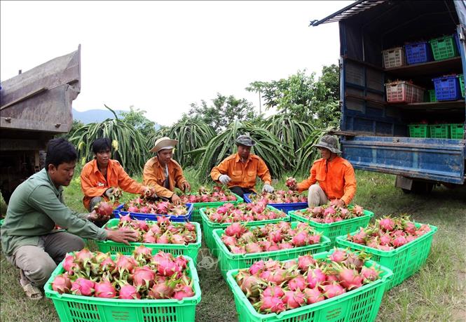 Bình Thuận: Đẩy mạnh cấp mã số vùng trồng cho cây thanh long