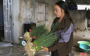 Hà Tĩnh: Giá hành lá tăng 3 - 4 lần, nông dân “người vui, kẻ tiếc”