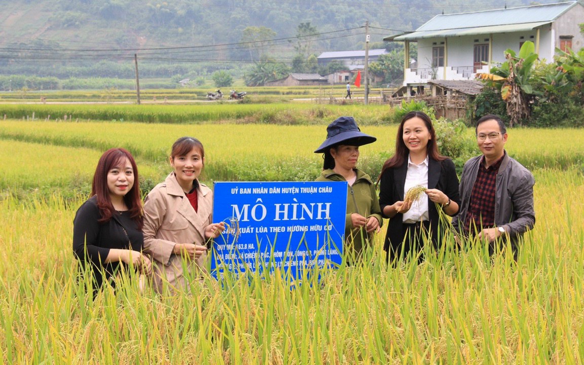 Trồng lúa theo hướng hữu cơ ở Sơn La, hạt lúa chắc mẩy, đem gạo nấu cơm đượm mùi thơm