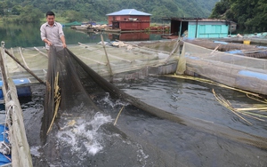 Những nông dân làm giàu trên quê mới ở vùng cao Hòa Bình