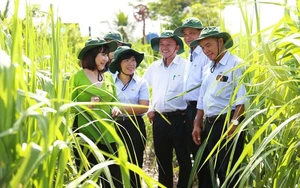 Ngành mía đường “bất lực” trước đường nhập lậu và đường siro ngô nhập khẩu - Ảnh 4.