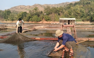 Sơn La: Nông dân vùng cao, thi đua sản xuất kinh doanh giỏi