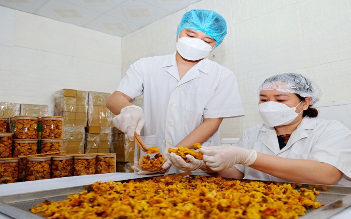 Vườn trồng la liệt thứ cây ra hoa vàng, ông chủ ở Vĩnh Phúc hái nụ, hái hoa đem sấy bán đắt như vàng