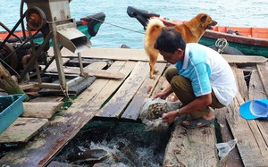 Cá đặc sản, thủy sản, hải sản ở Kiên Giang đồng loạt tăng giá mạnh, cả làng nhà nào bắt bán đều trúng lớn