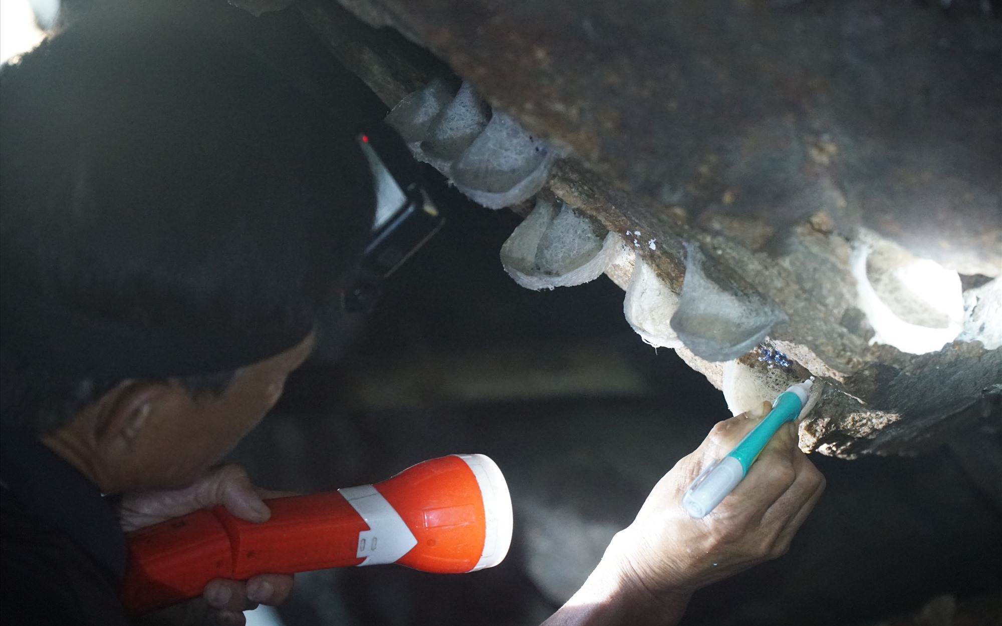 Trung Quốc mua đến 90% sản lượng tổ yến toàn cầu nhưng thích nhất tổ yến của Việt Nam