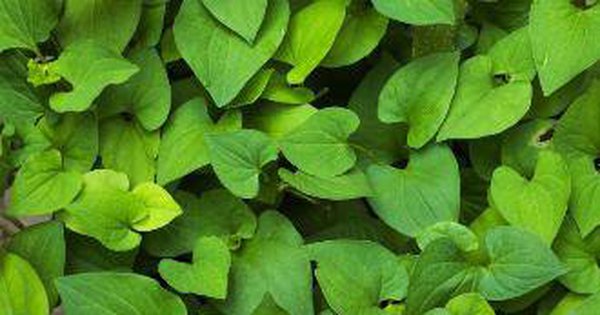 Bài thuốc nam hỗ trợ chữa đau mắt đỏ