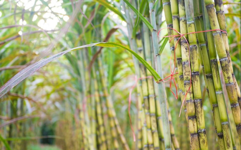 Giá đường vẫn ở mức thấp trước áp lực đường lậu