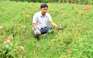 Trồng sâm báo như trồng khoai, mỗi nhà ở vùng này của Thanh Hóa thu hàng trăm triệu