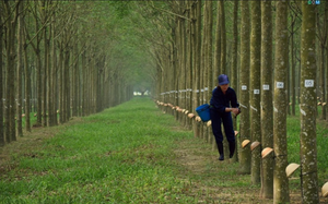 Cao su Tây Ninh (TRC): Chốt ngày tạm ứng cổ tức đợt 1 năm 2022 bằng tiền 10%