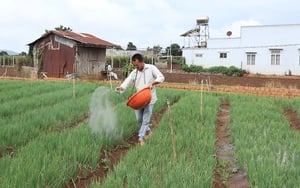 Sử dụng phân bón Lâm Thao chăm 7.000m2 hành lá, nông dân Lâm Đồng phấn khởi trúng vụ bội thu 