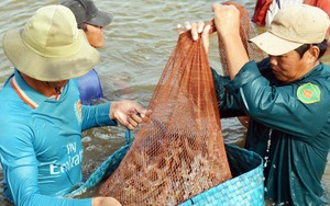 ĐBSCL thúc đẩy chuỗi nuôi tôm sinh thái, không sợ hạn mặn đe doạ 