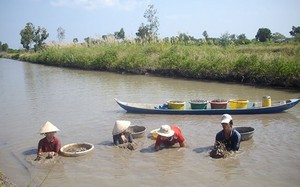 Kiên Giang: Độc đáo mô hình nuôi sò huyết dưới tán rừng đảm bảo sinh kế bền vững