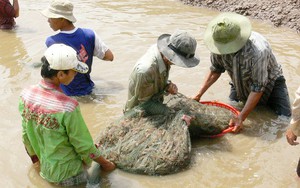 Chống chịu biến đổi khí hậu, chuyển đổi sinh kế bền vững ở ĐBSCL: Hiệu quả từ những mô hình nuôi trồng thủy sản