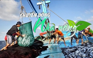 Chuyển động Nhà nông 10/12: Khắc phục &quot;thẻ vàng&quot; IUU - Nâng cao ý thức cho ngư dân