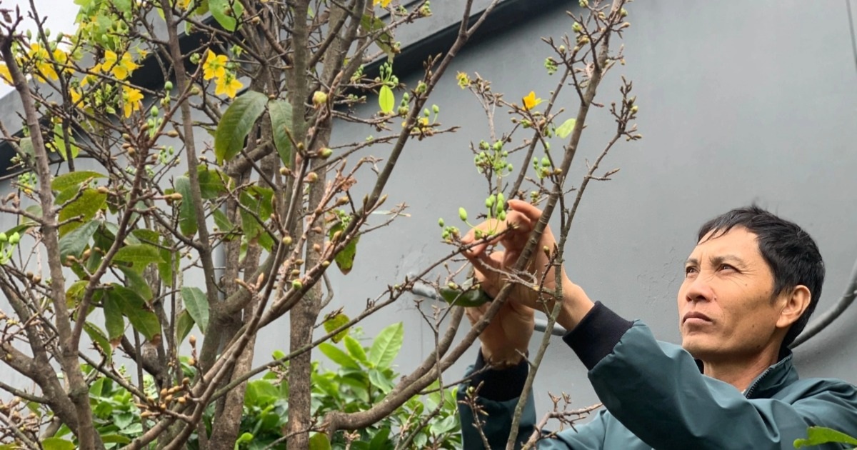 Hà Tĩnh: Mai vàng nở sớm, chủ vườn &quot;méo mặt&quot; lo mất Tết