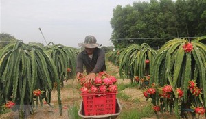 Tiền Giang: Thanh long được giá, nông dân phấn khởi