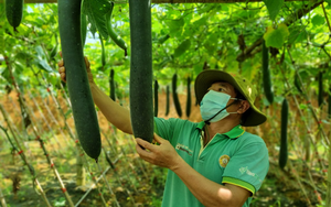 Lão nông ở Hòa Bình "bỏ túi" hơn nửa tỷ mỗi năm từ mô hình kinh tế tổng hợp- Ảnh 4.