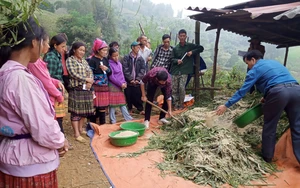 Phù Yên (Sơn La): Chủ động phòng chống đói, rét cho đàn gia súc