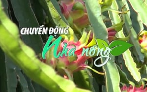 Chuyển động Nhà nông 20/12: Giá thanh long Tiền Giang tăng kỷ lục