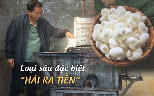 Một thị trấn ở Trung Quốc dùng loại 'sâu đặc biệt' để hái ra tiền