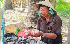 Vùng đất ở Cà Mau dân bơm nước vào ruộng, lùa vịt xuống ăn mồi, sáng sớm lượm quả trứng to bự