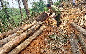 Vụ “xù” tiền tỷ của khách hàng tham gia đấu giá tại Huế: Thêm một cơ quan tố Công ty Toàn Cầu 