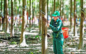 Giá cao su hôm nay 27/12: Giá cao su lấy lại đà tăng mạnh toàn thị trường