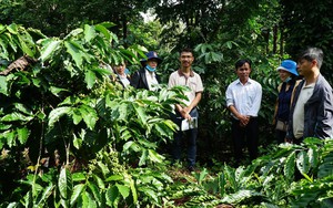 Phát triển ngành cà phê Tây Nguyên: Vai trò kết nối của khuyến nông cộng đồng