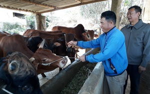 Nông thôn Tây Bắc: Vay vốn nuôi bò, lo gì không khấm khá