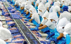 Tháng đầu năm, doanh thu xuất khẩu của &quot;nữ hoàng&quot; cá tra Vĩnh Hoàn sang Trung Quốc giảm 84%