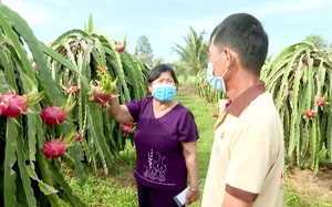 Người phụ nữ có biệt tài chế thanh long thành mứt, rượu, tương, sáng kiến đoạt giải Nhất