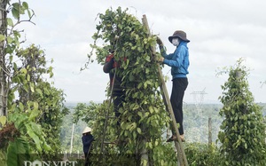 Giá tiêu tăng hơn 15.000 đồng/kg, chưa hái xong nhà vườn đã biết có hàng trăm triệu đồng/ha