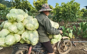 Nông thôn Tây Bắc: Niềm vui sau Tết của người trồng rau