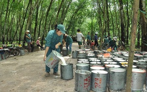 Trung Quốc mua đến 74,3% nông sản này của Việt Nam