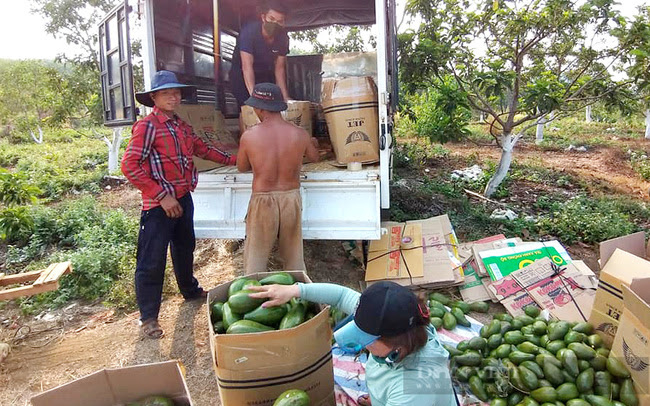 Chàng kỹ sư trẻ rời nước Pháp hoa lệ về Bình Phước... trồng bơ, không ngờ thu được tiền tỷ