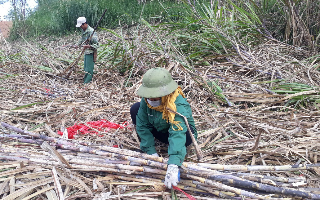 Nông thôn Tây Bắc: Lão nông "ghép cặp" với Cty Mía đường Sơn La