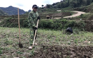 Nông thôn Tây Bắc: Chuyển diện tích lúa xuân sang trồng cây hoa màu