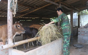 Mai Sơn: Trồng cỏ hàng hoá gắn với phát triển đại gia súc