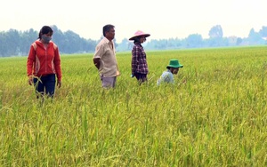 Giá phân bón tăng cao, nông dân vào vụ trồng lúa mới mà ruột gan nóng như &quot;ngồi trên lửa&quot;