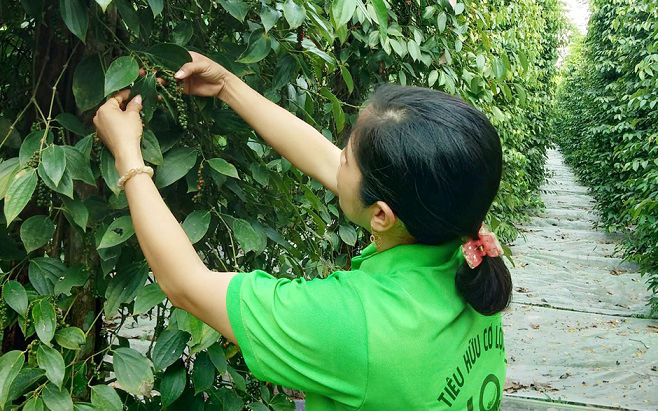 Căng thẳng cuộc chiến giá phân bón trong nước (bài 5): Dùng phân bón “nhà làm” giảm ngay 30% chi phí
