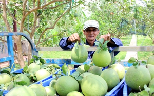 Căng thẳng cuộc chiến giá phân bón trong nước (bài 4): Nông dân tiết kiệm cả đống tiền phân bón nhờ cách làm lạ