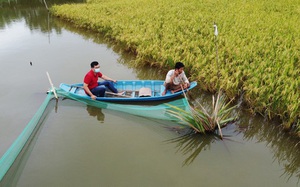 Thu lời hàng trăm triệu đồng từ sản xuất gạo sạch