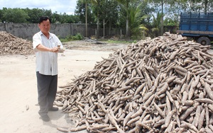 Vụ dừng hoàn thuế VAT xuất khẩu sắn: “Một người ho, cả nhà uống thuốc” là không đúng