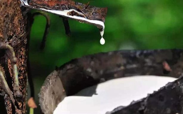 Giá cao su hôm nay 3/3: Dự báo mới đầy bất ngờ trong bối cảnh xung đột