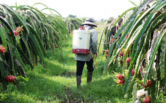 Trái thanh long Bình Thuận lại rơi vào trạng thái rẻ chưa từng thấy, 100.000 tấn sắp tới vụ cắt đến nơi