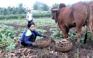 Vụ dừng hoàn thuế VAT xuất khẩu sắn: Người chịu trận cuối cùng là nông dân